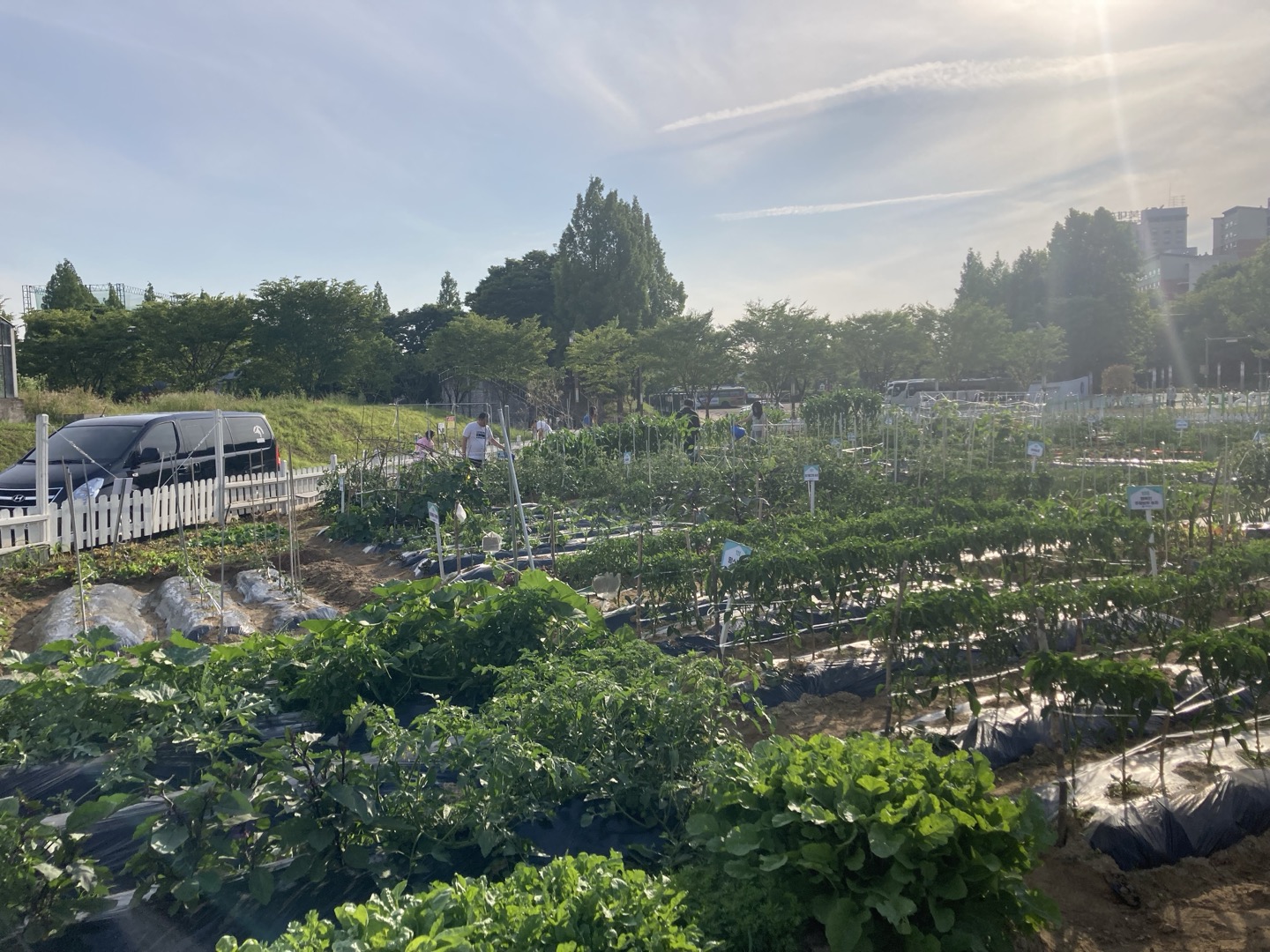 2024년 텃밭 사진(구획정리, 개장, 모종나눔 등) 3번째 첨부파일 이미지