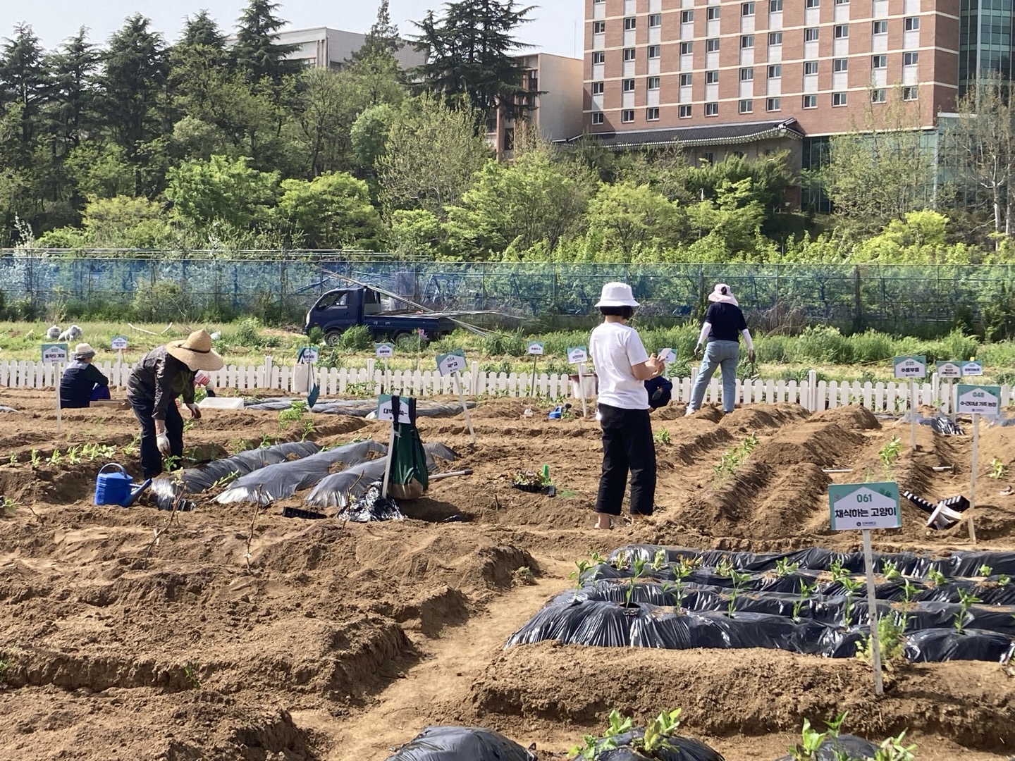 2024년 텃밭 사진(구획정리, 개장, 모종나눔 등) 4번째 첨부파일 이미지